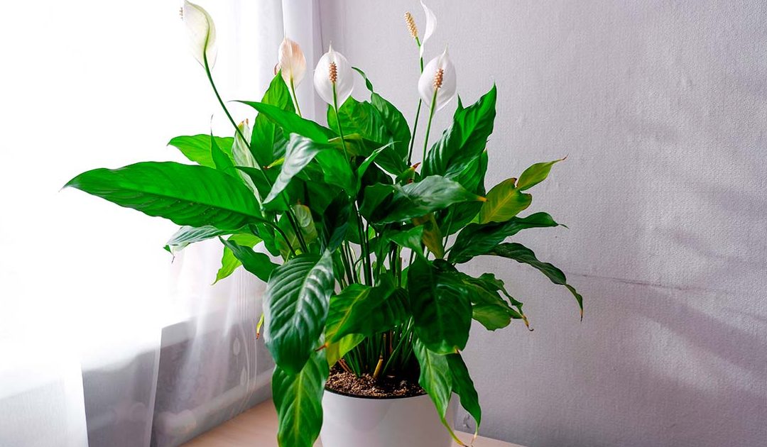 lirio de la paz enfermedades y cuidados espatifilo en casa