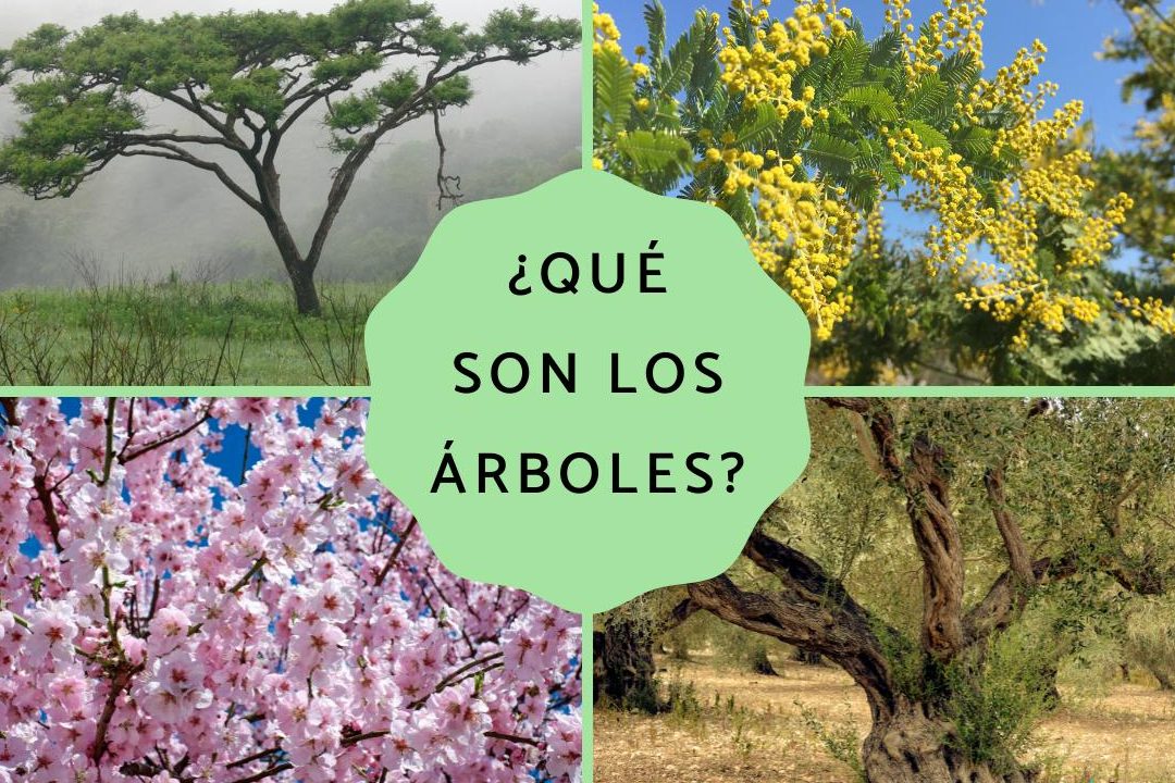 los arboles un arbol y sus caracteristicas plantas arboles y mas
