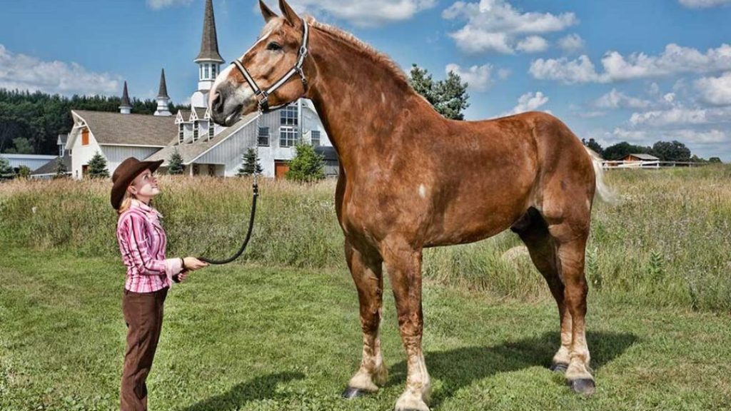 los caballos mas grandes conoce la raza caballo mas grande