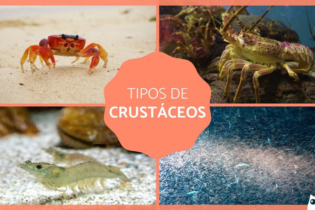 los crustaceos cuales son los crustaceos y que son fotos incluidas