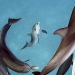 los delfines son mamiferos el fascinante mundo del delfin mamifero