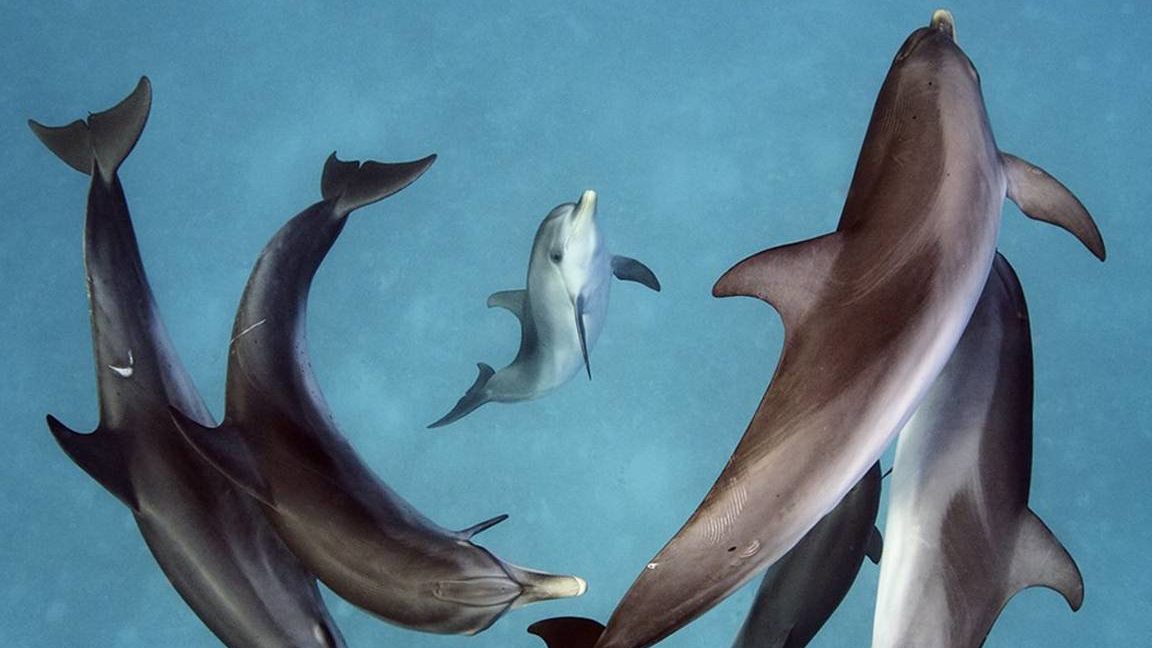los delfines son mamiferos el fascinante mundo del delfin mamifero