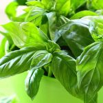 los mejores antivirales naturales fortalece tu salud con un antiviral natural