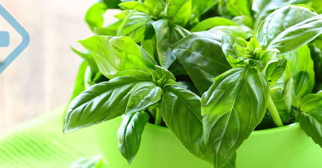 los mejores antivirales naturales fortalece tu salud con un antiviral natural