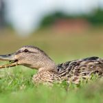 los patos comen peces que comen los patos salvajes