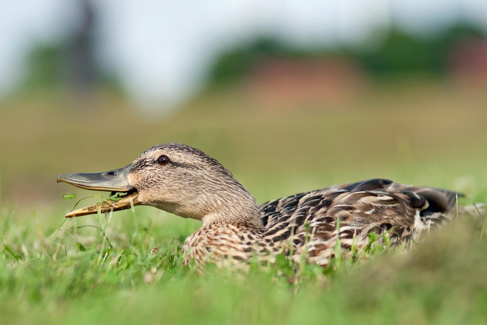 los patos comen peces que comen los patos salvajes