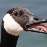 los patos tienen dientes descubre la verdad sobre los dientes patos