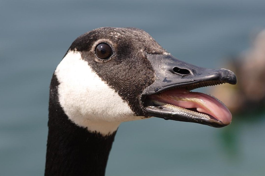 los patos tienen dientes descubre la verdad sobre los dientes patos