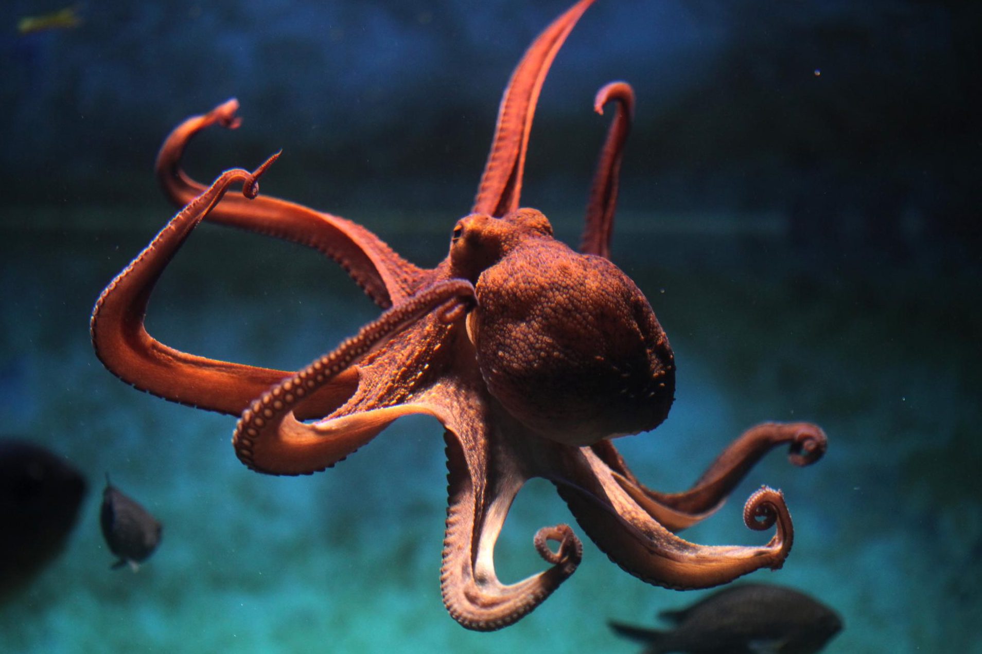 los tentaculos del pulpo cuantos realmente son y como se llaman