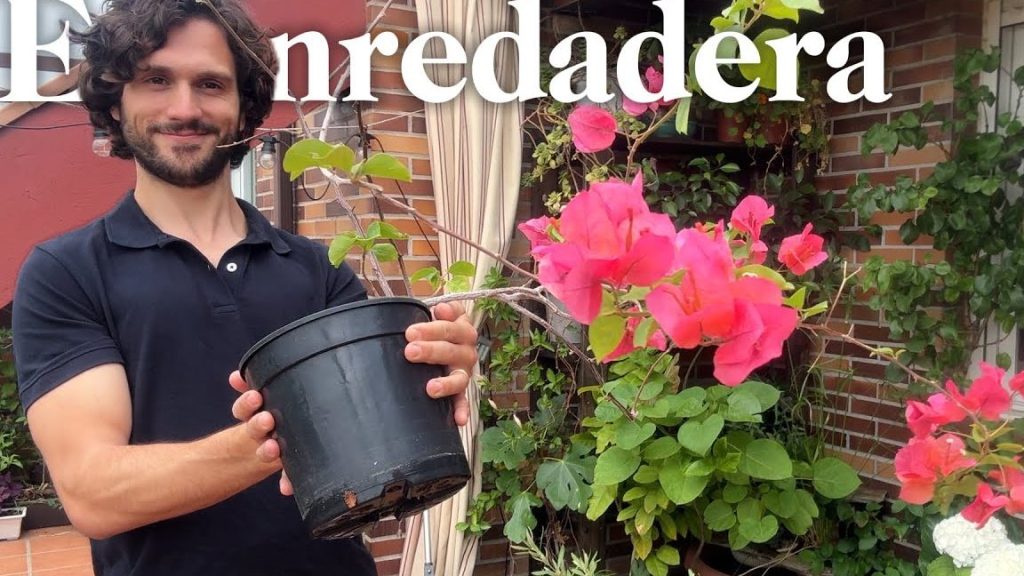 macetas para plantas trepadoras tu guia completa sobre enredaderas en macetas