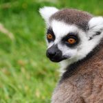 madagascar