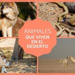 mamiferos del desierto animales de desierto e insectos del desierto