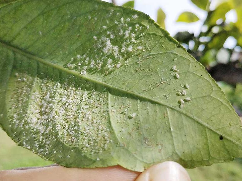 manchas blancas hojas limonero plagas y enfermedades del limonero