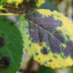 manchas negras en las hojas de plantas de interior causas y soluciones
