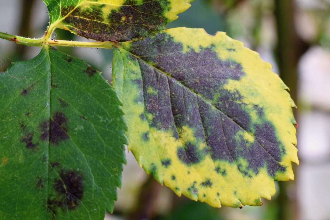 manchas negras en las hojas de plantas de interior causas y soluciones