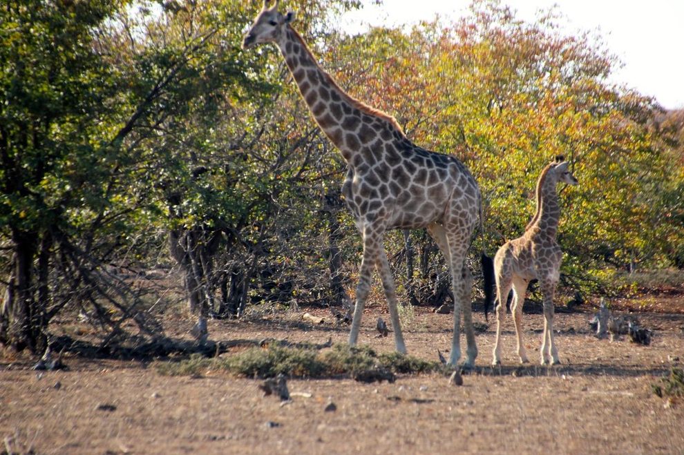 maravillas de la jirafa durmiendo descubriendo su sueno