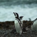 maravillas de los animales patagonicos diversidad de vida en la patagonia