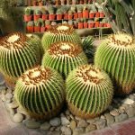 maravillas del asiento de suegra flor cuidados y belleza del cactus