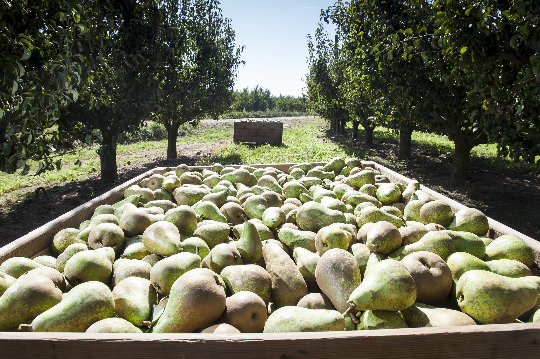 maravillas y beneficios delarbol de castanas comestiblesen el mundo