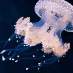 medusas que no pican fotos conoce a estas fascinantes criaturas
