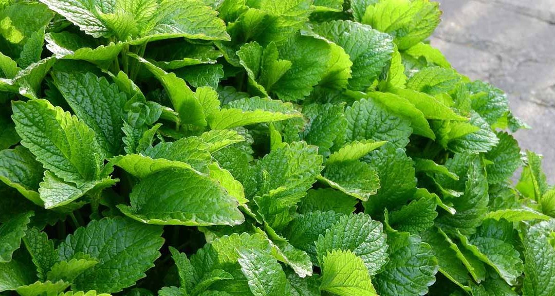 melisa cuidados guia esencial para el cultivo de melisa planta cuidados