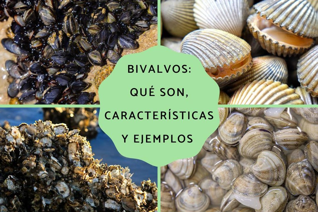 moluscos bivalvos ejemplos tipos de bivalvos y nombres comunes