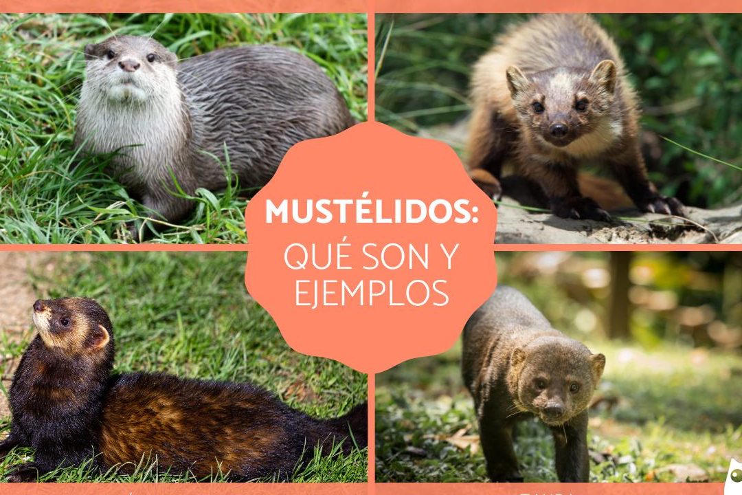 mustelidos ejemplos animales parecidos a las nutrias y mas