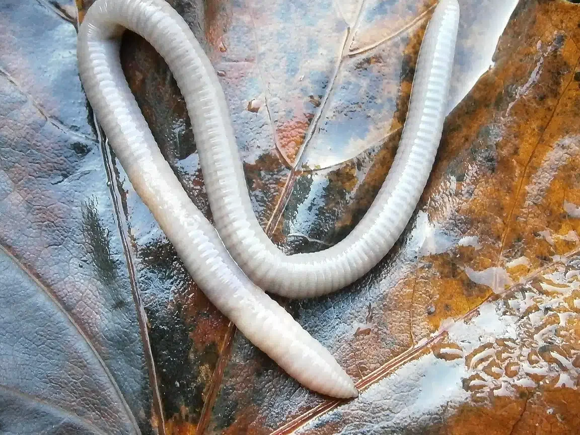 nematodos ejemplos y caracteristicas de los nematodos conoce a los gusanos nematodos