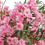 nerium oleander cuidados todo lo que debes saber para su cultivo