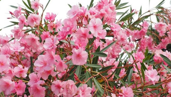 nerium oleander cuidados todo lo que debes saber para su cultivo