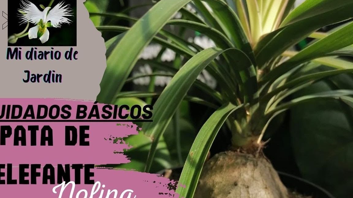 nolina cuidados guia completa para el cultivo de beaucarnea