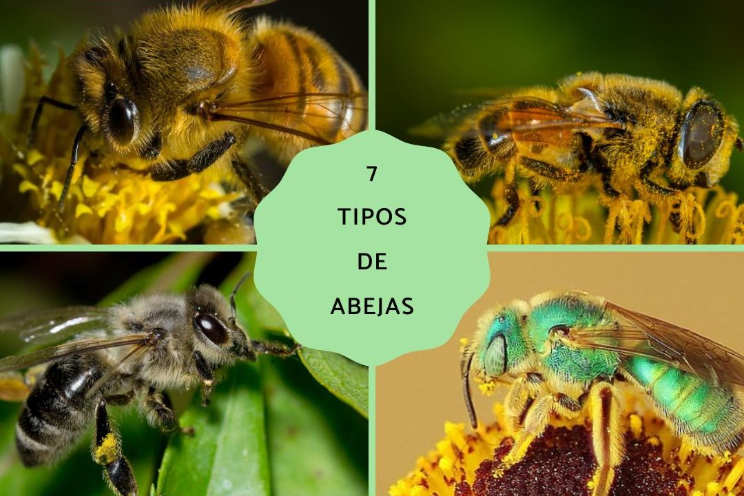 nombres de abejas diferentes tipos de abejas y sus caracteristicas