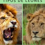 nombres de leones africanos tipos de leones y su clasificacion