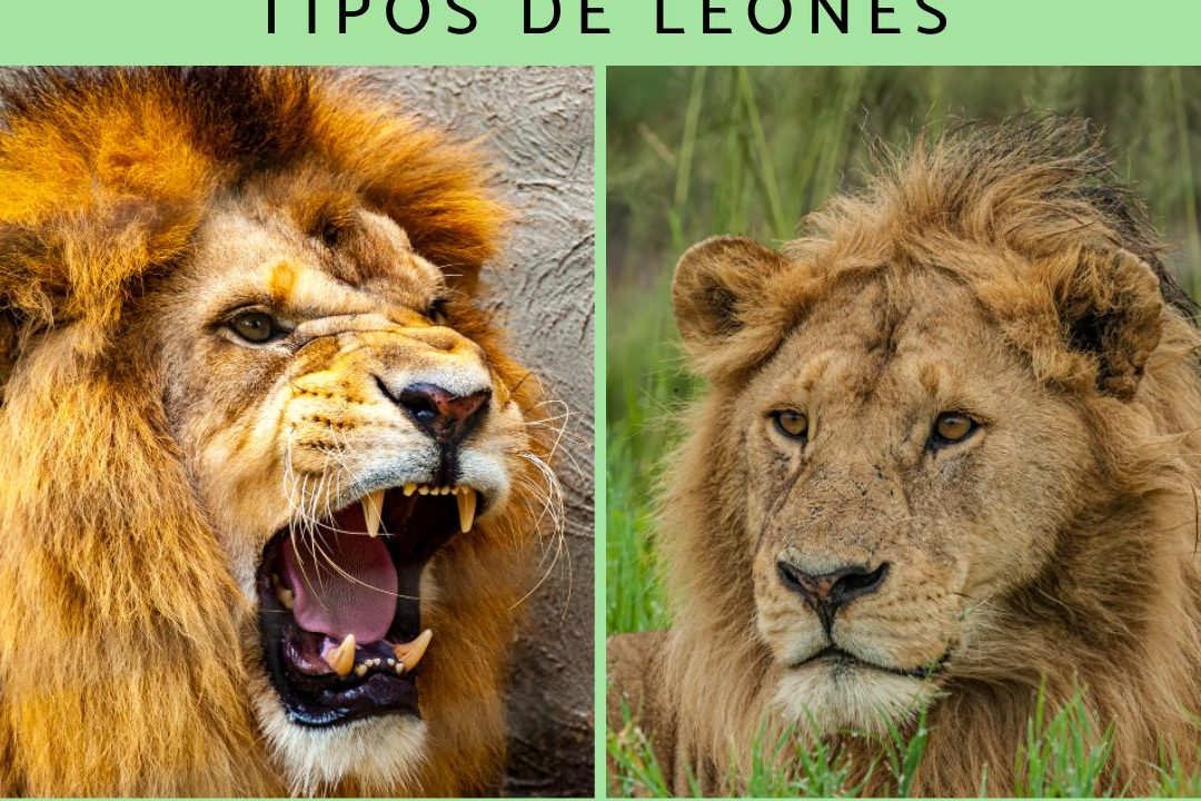 nombres de leones africanos tipos de leones y su clasificacion
