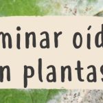 oidio tratamiento casero aprende como combatir el oidio de forma natural