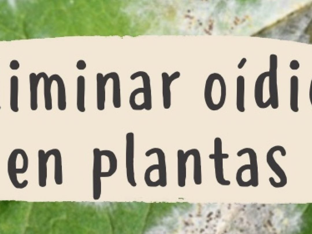 oidio tratamiento casero aprende como combatir el oidio de forma natural