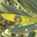 olivo enfermo enfermedades del olivo en las hojas y su prevencion