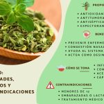 oregano propiedades medicinales y contraindicaciones infusiones y aceite