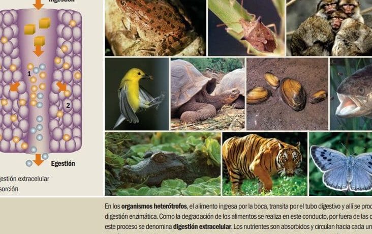 organismos heterotrofos que es un organismo heterotrofo