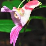 orquideas raras y exoticas 11 maravillas de la naturaleza