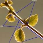 partes de la hoja de una planta funciones y componentes esenciales