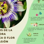 passiflora caerulea cuidados y la flor de la pasion en maceta