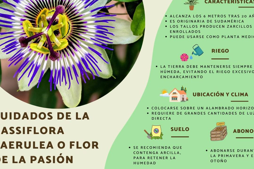 passiflora caerulea cuidados y la flor de la pasion en maceta