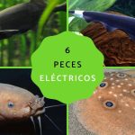 peces electricos conoce al fascinante pez electrico y sus secretos