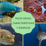 peces oseos y cartilaginosos ejemplos un viaje a traves de su mundo