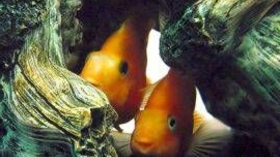 peces transparentes acuario un vistazo a los raros peces transparentes