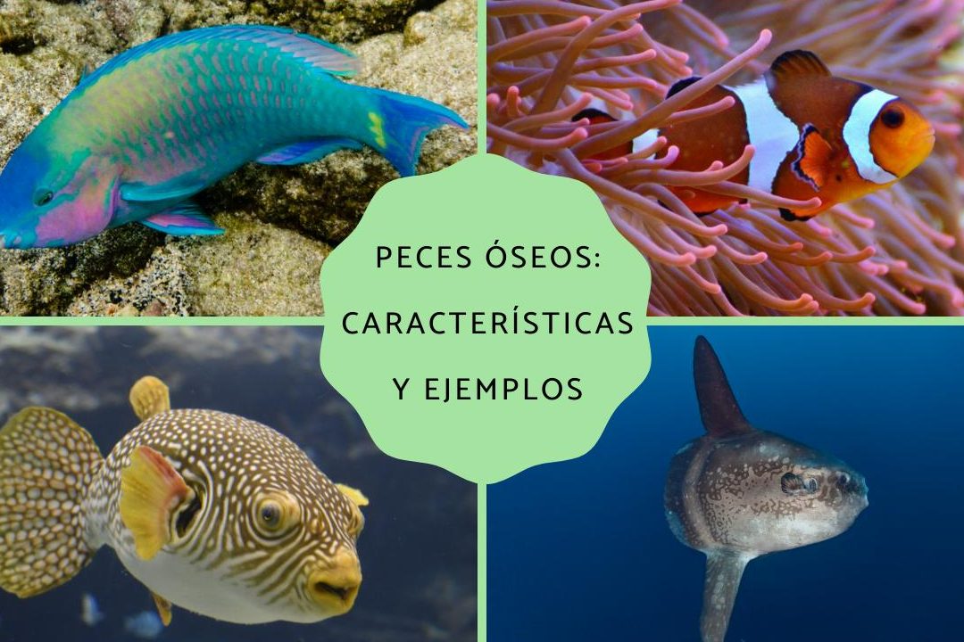 pez oseo que es un pez oseo ejemplos y tipos de peces oseos