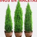 pino en maceta todo lo que necesitas saber sobre el pino enano en maceta y mas