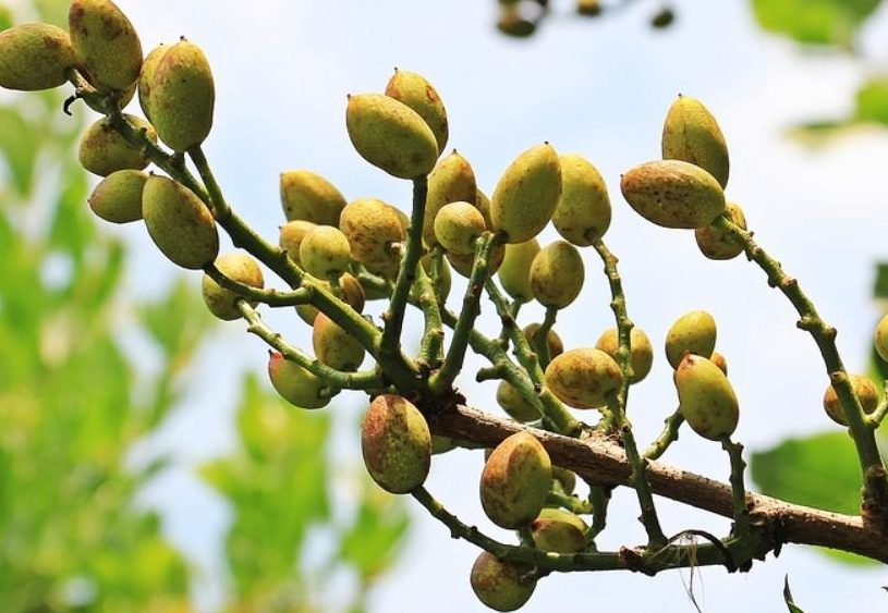 pistachero cuidados guia completa para el cuidado del arbol de pistachos
