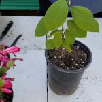 planta de chirimoya en maceta como cultivar un chirimoyo en casa